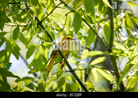 Paruline jaune - Setophaga petechia - perché sur une branche avec des feuilles vertes Banque D'Images