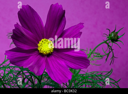 Sonate Cosmos Carmine (Cosmea) Banque D'Images