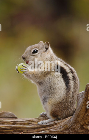 Golden Spermophilus lateralis adulte sur se connecter avec les aliments stockés dans leurs abajoues Rocky Mountain NP USA Banque D'Images