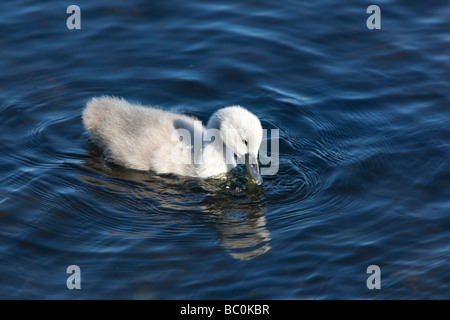 Un seul printemps fluffy mignon Cygne tuberculé Cygnus olor sur signet Château Loch Lochmaben Dumfries et Galloway Scotland UK Banque D'Images