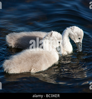 Fluffy mignon printemps Cygne tuberculé Cygnus olor sur signet Château Loch Lochmaben Dumfries et Galloway Scotland UK Banque D'Images