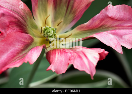 Tulipa Viridiflora 'Esperanto' photographiée au jardins de Keukenhof à Lisse, aux Pays-Bas Banque D'Images