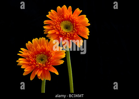 Deux Gerberas Orange Banque D'Images