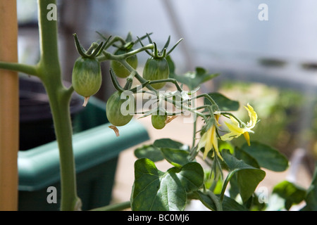 Un plant de tomate a un peu tôt, les tomates vertes non mûres sur une vigne avec des fleurs sur le bout Banque D'Images