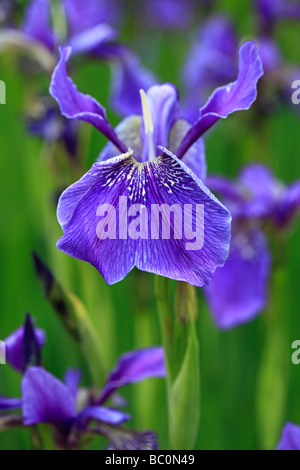 Purple Iris Banque D'Images