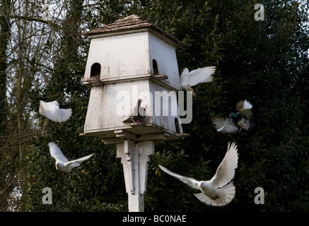 Un pigeonnier entouré par un troupeau de colombes dans le Buckinghamshire UK Banque D'Images