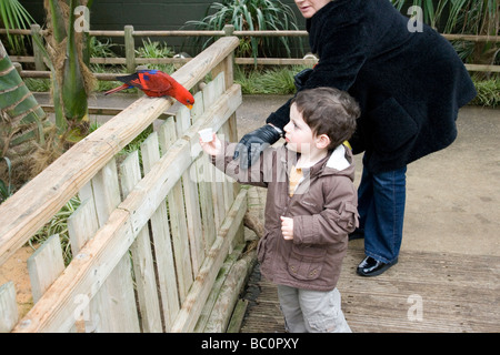 Zoo de Woburn Lorikeet rouge Banque D'Images