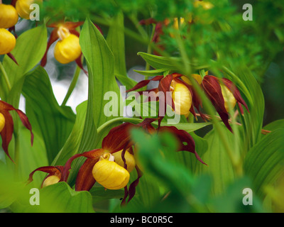 Cypripedium calceolus Dame , Chaussons , alias Lady's Slipper ,-de-passereau , Ladyslipper Banque D'Images