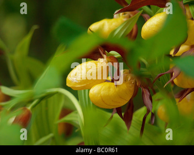 Cypripedium calceolus Dame , Chaussons , alias Lady's Slipper ,-de-passereau , Ladyslipper Banque D'Images