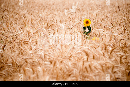 Le dirigeant d'une culture de tournesol dans un champ de blé Banque D'Images