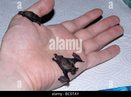 Deux chauves-souris (pipistrelle commune), environ 2 semaines, assis sur une main Banque D'Images