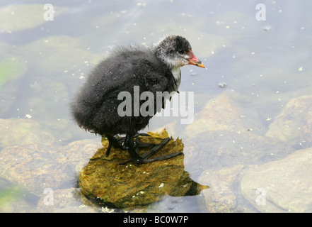 Les jeunes poussins foulque macroule, Fulica atra, Rallidae Banque D'Images