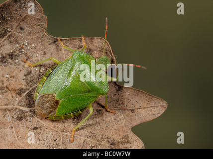 Green Shield Bug Palomena viridissima Banque D'Images