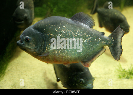 Le Piranha à ventre rouge, Pygocentrus nattereri, poissons d'eau douce d'Amérique du Sud Banque D'Images