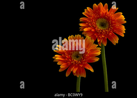 Deux Gerberas Orange Banque D'Images