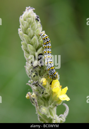 La larve se nourrit de molène Molène Thapsus Cucullia verbasci, Plante, de la famille des Cuculliinae Noctuoidea, Lepidoptera, Banque D'Images