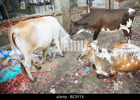 L'Inde, le Tamil Nadu, Puducherry, Pondicherry, vaches at market Banque D'Images