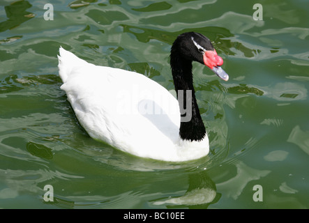 Cygne à cou noir, Cygnus melanocorypha, Anatidae, Ansériformes Banque D'Images