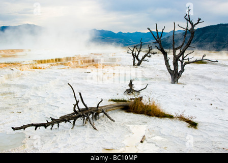 Vue panoramique de Mammoth Hot Springs dans le Parc National de Yellowstone Banque D'Images