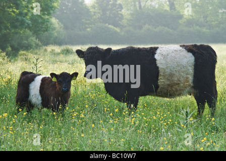 Vache Galloway Belted et veau dans un pré de foin près de Cricklade, Wiltshire Banque D'Images