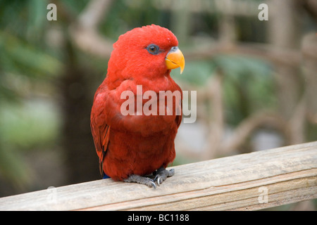 Zoo de Woburn Lorikeet rouge Banque D'Images