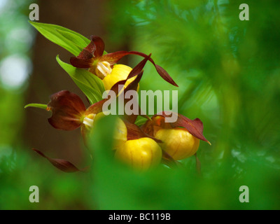 Cypripedium calceolus Dame , Chaussons , alias Lady's Slipper ,-de-passereau , Ladyslipper Banque D'Images