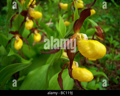 Cypripedium calceolus Dame , Chaussons , alias Lady's Slipper ,-de-passereau , Ladyslipper Banque D'Images