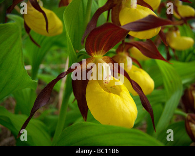 Cypripedium calceolus Dame , Chaussons , alias Lady's Slipper ,-de-passereau , Ladyslipper Banque D'Images