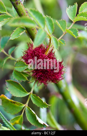 Rose bedeguar gall sur Dog Rose Banque D'Images