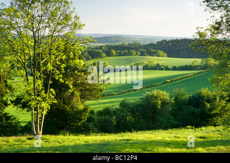 Vue sud de North Downs à Newlands Corner, Surrey, UK Banque D'Images