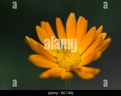 Une douce fleur avec un livre vert à l'intérieur de bugs. Calendula officinalis Banque D'Images