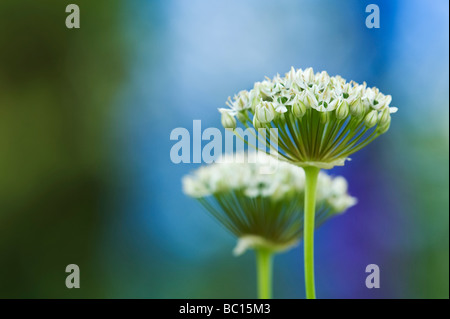 L'allium nigrum. Oignon ornemental / noir fleurs d'ail Banque D'Images