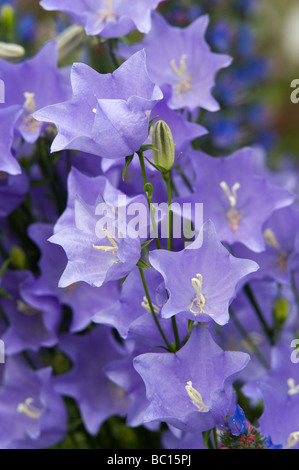 Campanula persicifolia blue. Bellflower dans un jardin anglais Banque D'Images