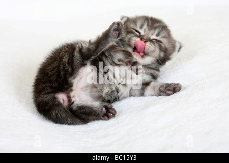 British Longhair chat chaton 2 semaines black silver tabby Highlander Lowlander britannique Banque D'Images