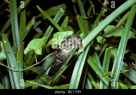 Jour harvestfly chien cigale Tibicen canicularis Des Strabomantidés New Jersey USA Banque D'Images