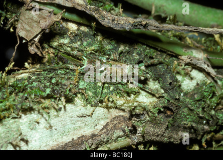 Katydid ou Championica cricket bush sp nymphe bien camouflée sur une branche Costa Rica Banque D'Images