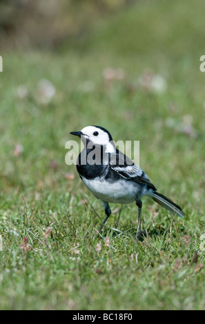 Bergeronnette printanière Motacilla alba un pied sur l'herbe insectes chasse Banque D'Images