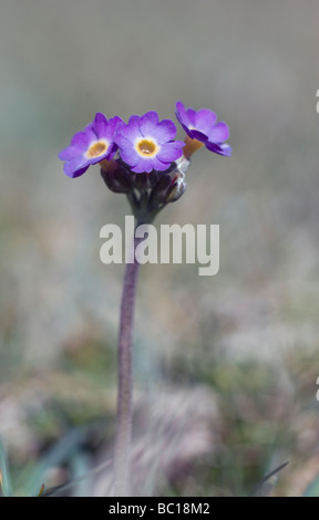 Primrose primula scotica yesnaby écossais ecosse orkney Banque D'Images