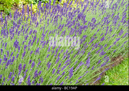 Labiatae/lamiaceae Lavandula angustifolia Lavande 'Hidcote' Banque D'Images