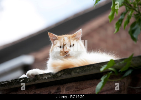 Le gingembre et le chat blanc couché sur un toit Banque D'Images