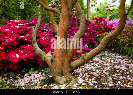 Exbury Jardins Botaniques ornementales dans le Hampshire, au Royaume-Uni Banque D'Images