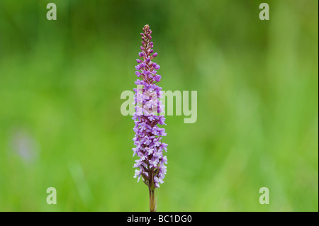 Gymnadenia conopsea . Orchidées parfumées dans l'herbe dans une réserve naturelle en anglais Banque D'Images
