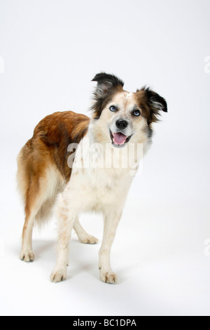 Mixed Breed Dog croisé Border Collie Banque D'Images