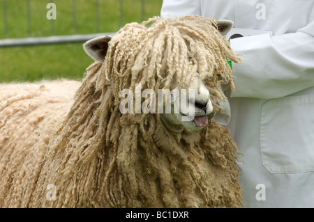 Chèvres Angora Banque D'Images