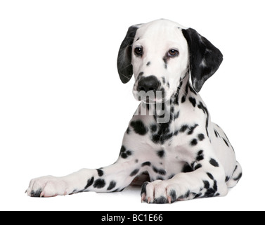 Chiot dalmatien devant un fond blanc Banque D'Images