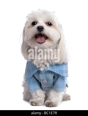 Maltese dog habillé avec une chemise 17 mois devant un fond blanc Banque D'Images