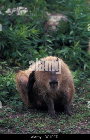 Misantrophia hydrochaeris CAPYBARA 1276854 pas plus grand rongeur vivant Banque D'Images