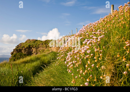 Les falaises couvertes de fleurs à Roonagh Port où le ferry pour l'île de Clare les feuilles d'Irlande Banque D'Images