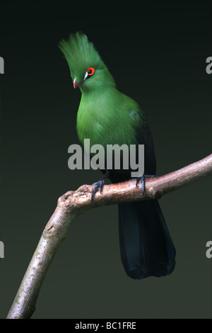 Turaco de Buffon, Tauraco persa buffoni, Musophagidae, Cuculiformes. Afrique. Banque D'Images