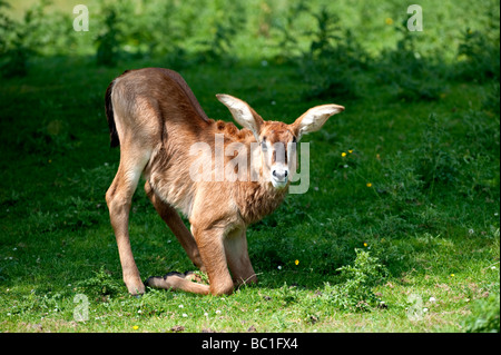 L'antilope rouanne (Hippotragus equinus) Banque D'Images